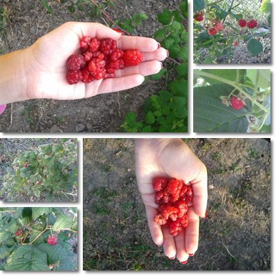 raspberries small