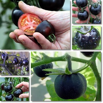 Black tomato
