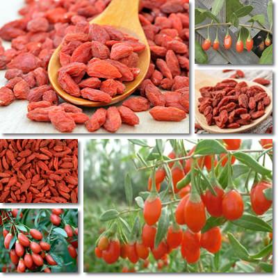 Goji Berries