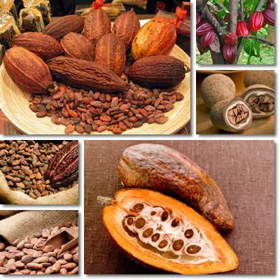 Cocoa Beans