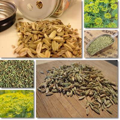 Fennel Seeds