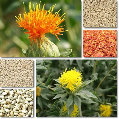 Safflower seeds