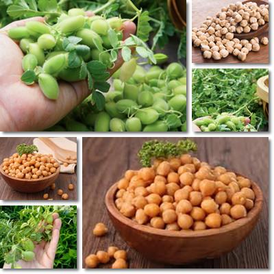 Chickpeas