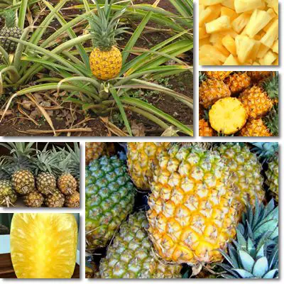 Pineapple