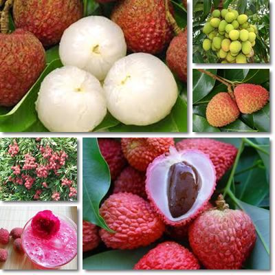 litchi