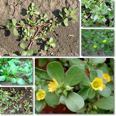 Purslane