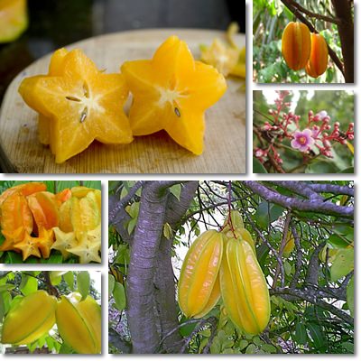 Carambola