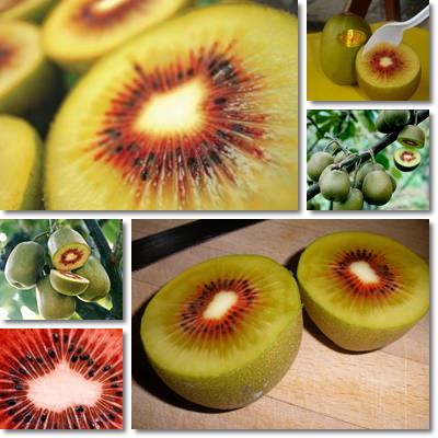 Golden kiwifruit