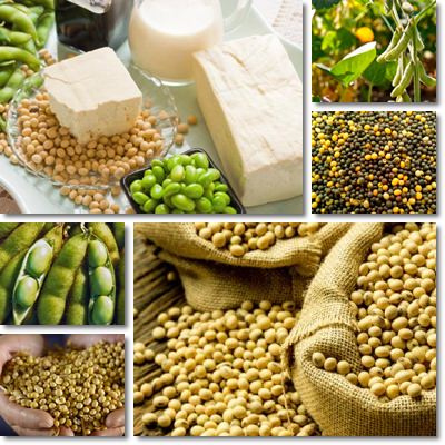 Health dangers of soy