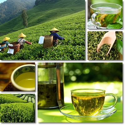 Green tea properties