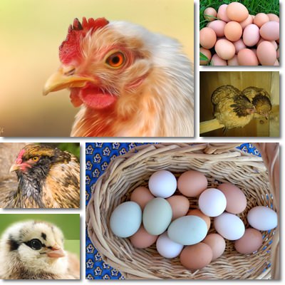 Chicken eggs benefits