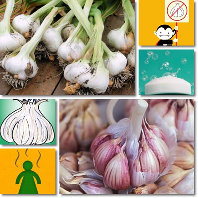 Garlic body odour