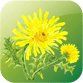 Dandelion acidic or alkaline