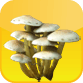 Mushrooms acidic or alkaline