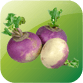 Turnip acidic or alkaline