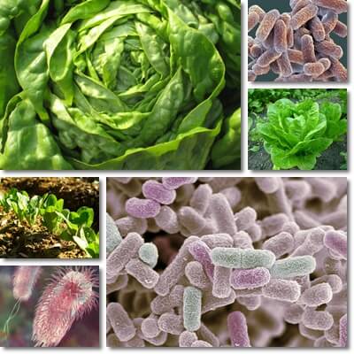 Lettuce and E. coli