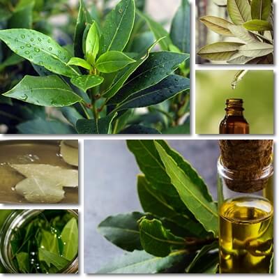 Bay leaf oil benefits