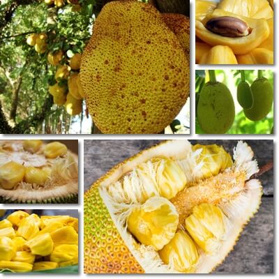 Jackfruit glycemic index