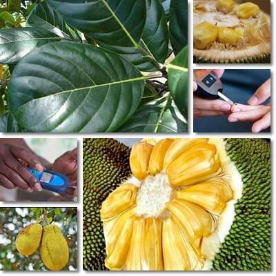 Jackfruit leaves blood sugar