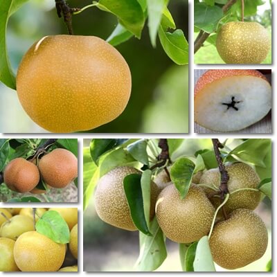 Korean pear benefits
