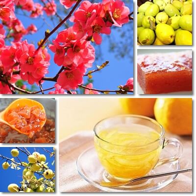 Chinese quince benefits