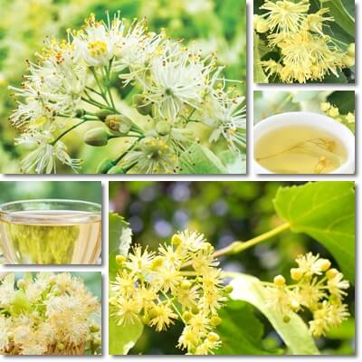 Linden flower tea
