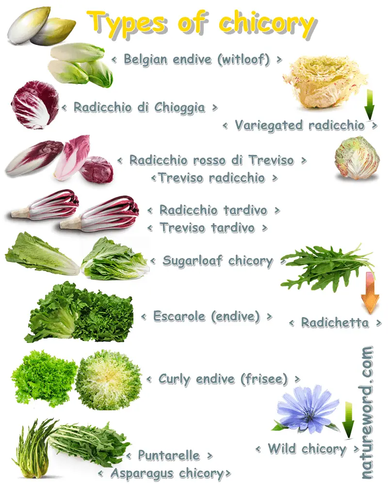 Types of chicory