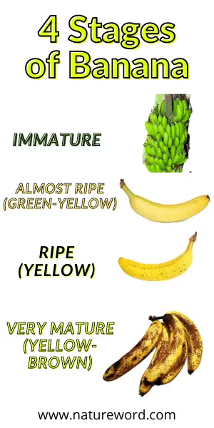 4 Stages of Banana infographic