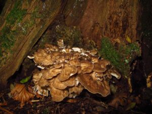 Hen-of-the-woods