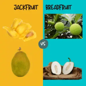 jackfruit and breadfruit