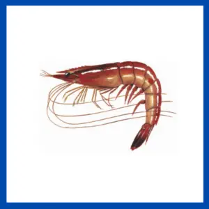 redspotted shrimp