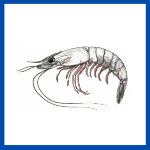 spear shrimp