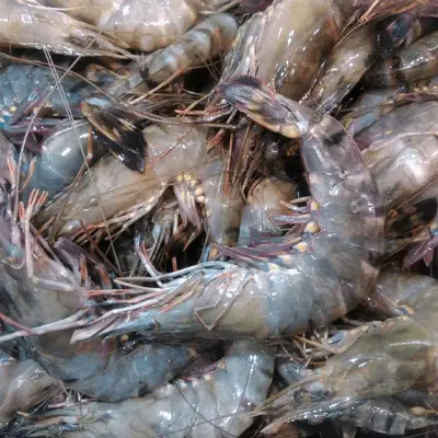 spoiled-shrimp-example