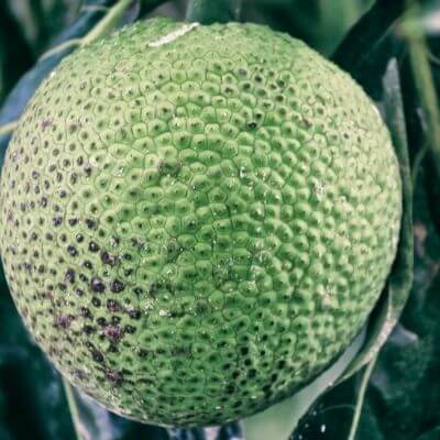 African Breadfruit