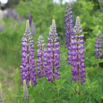 Andean Lupine