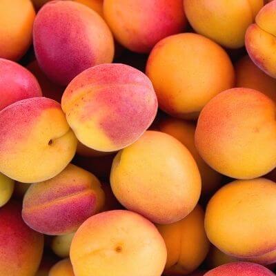 Apricot 