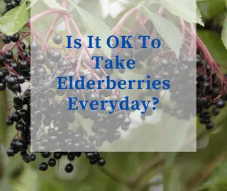 Is It OK To Take Elderberries Everyday