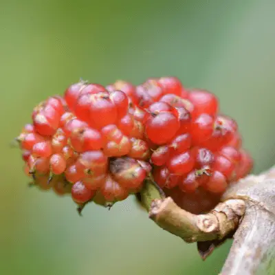 Red mulberry