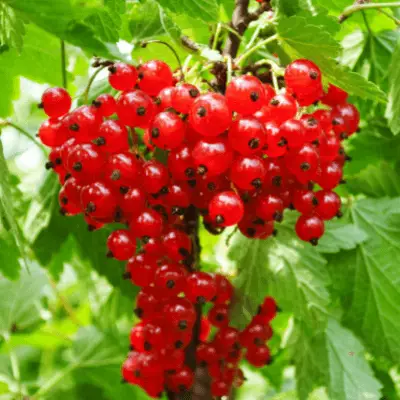 Redcurrant