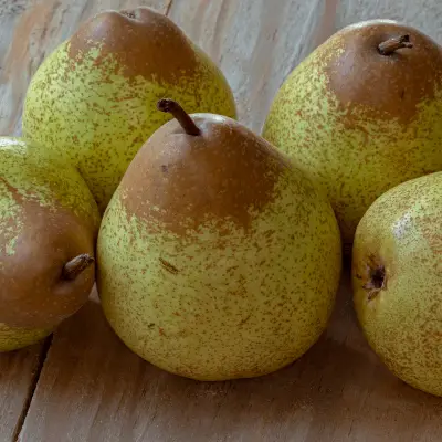 Rocha pear