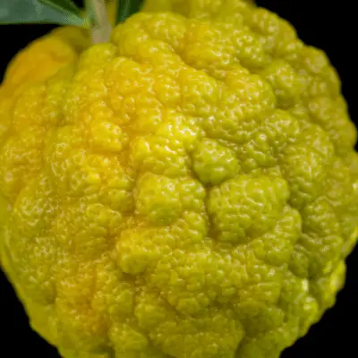 Rough lemon