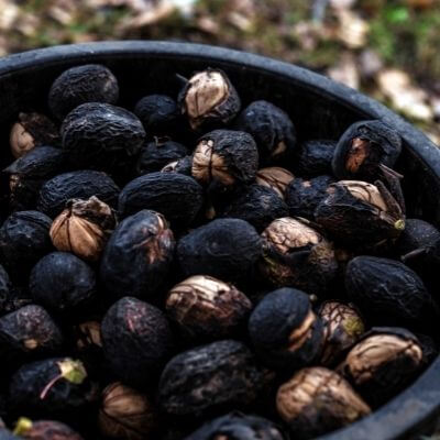 walnut-black
