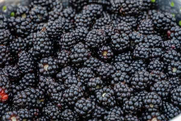 Blackberries