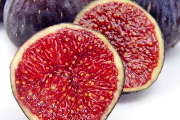 Fig