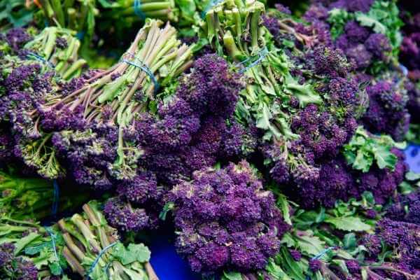 Purple broccoli 