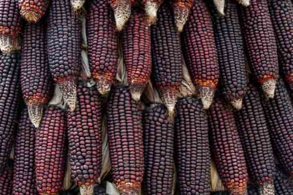 Purple corn 