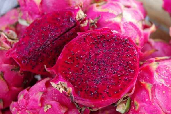 Red dragon fruit