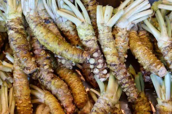 Cultivation of wasabi
