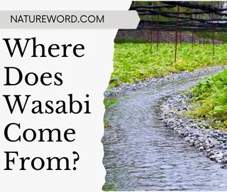 Where Does Wasabi Come From
