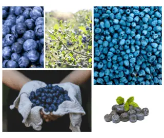 Blueberries Glycemic Index